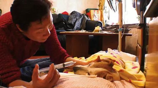 汪星人二哈电影,二哈拍过的电影