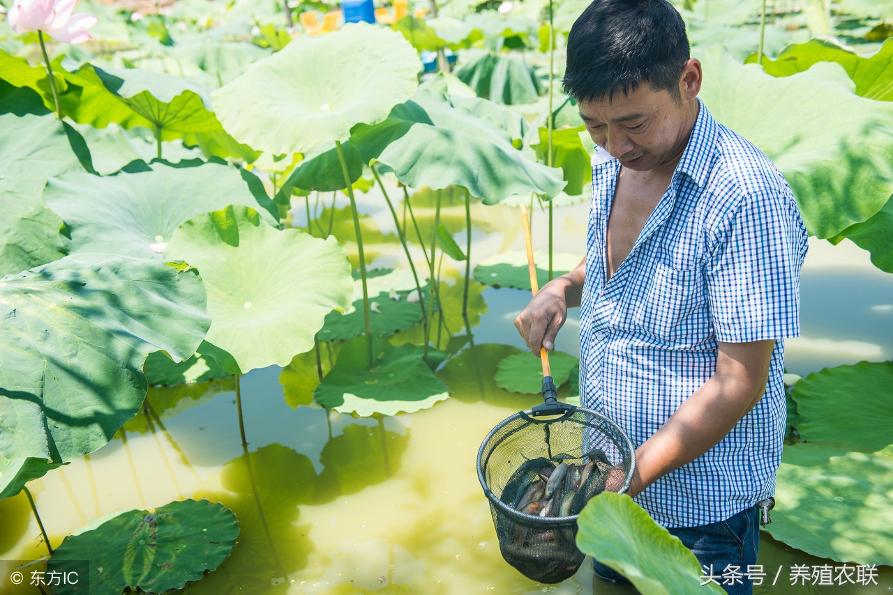 泥鳅苗饲养,泥鳅苗养殖最佳时间