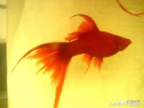 养红箭的技巧,快来测一测你未来会养什么宠物