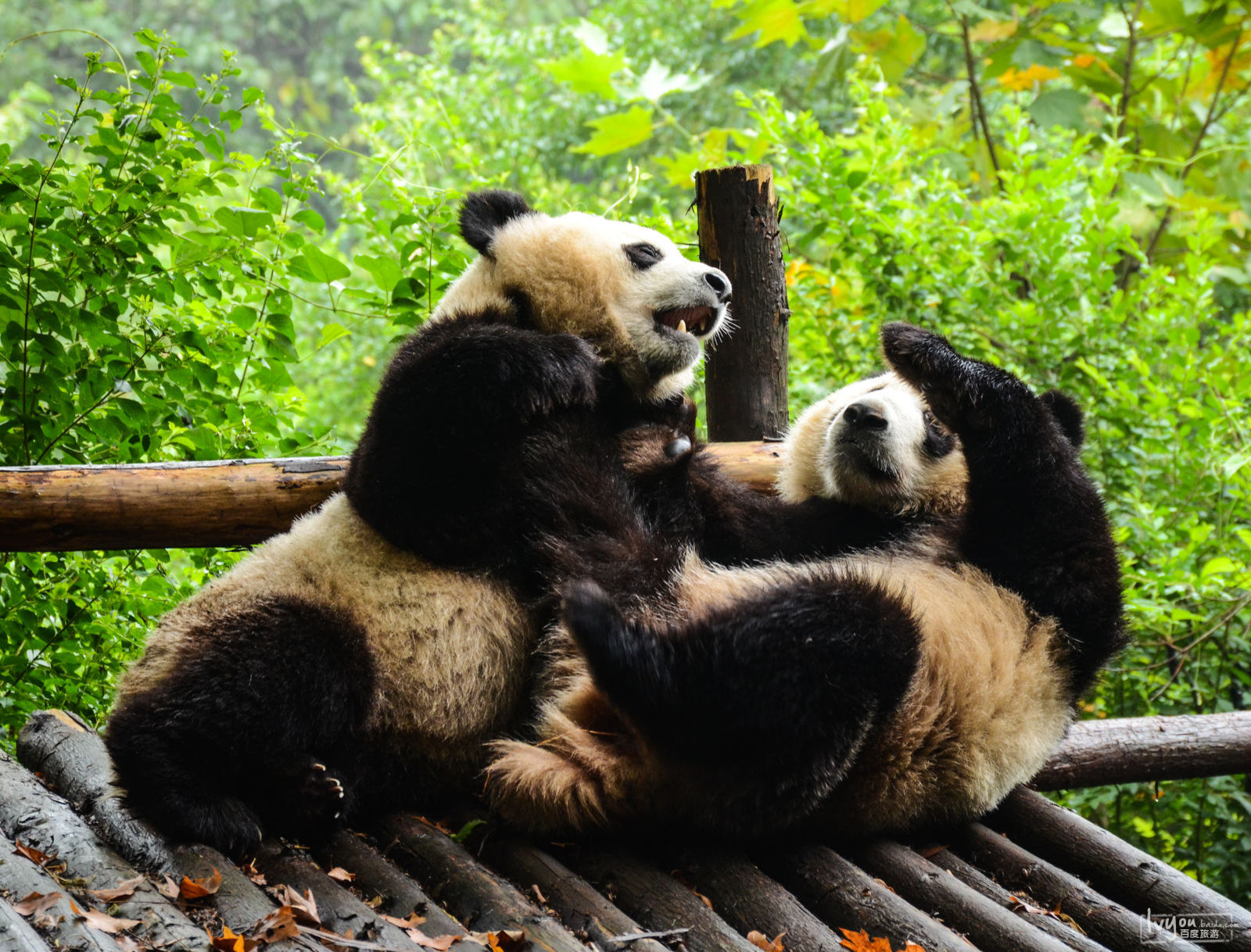 春节怎么去成都便宜,春节期间去成都怎么玩