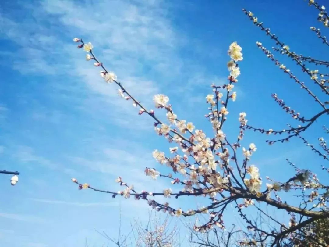 最年味丨赏花、看灯、游古镇！假期剩下两天，推荐周边出游好去处