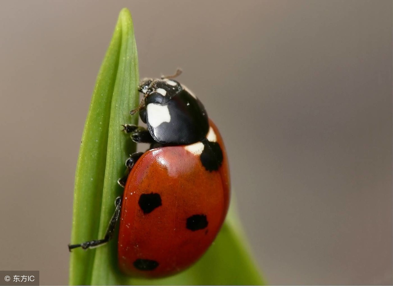 做一张昆虫备忘录卡片三年级,给小朋友做一副超级好玩的贺卡