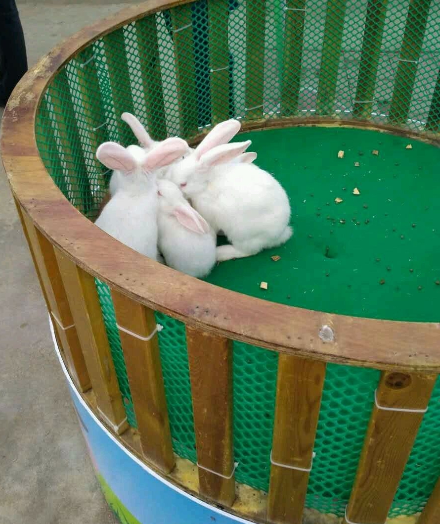 广州长隆飞鸟乐园一日游,广州长隆飞鸟乐园