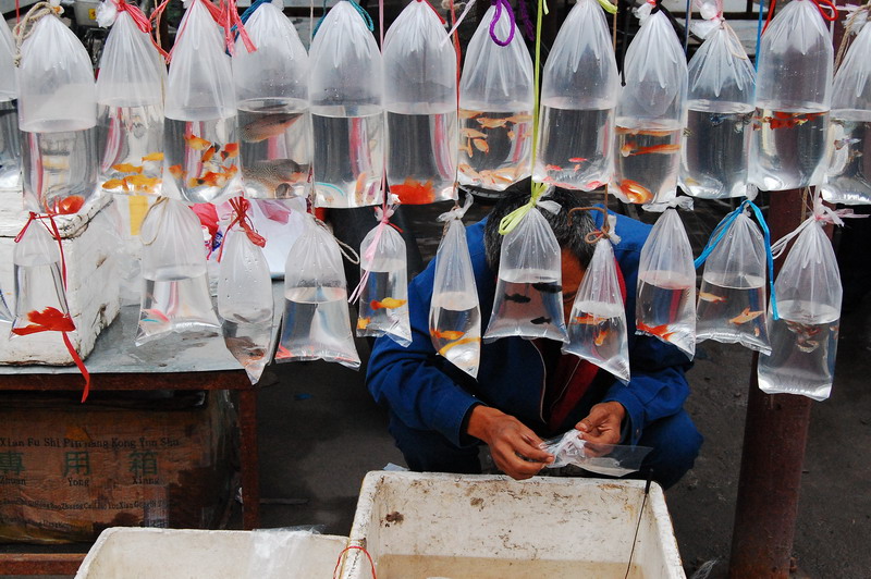 忆天津卫的6大“破烂市儿”，卖书卖花卖宝贝