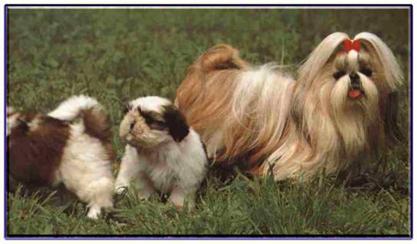 了解狗狗的十大冷知识,狗年狗狗的运势怎么样