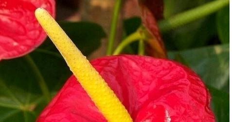 火鹤花和红掌哪个好养,火鹤红掌有什么区别吗