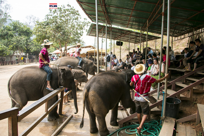 泰国清迈县旅行者,清迈佛寺之城等你采撷的泰北玫瑰