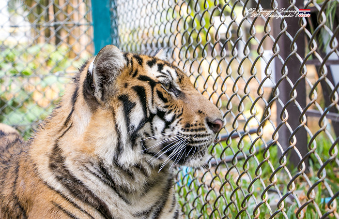 泰国清迈县旅行者,清迈佛寺之城等你采撷的泰北玫瑰