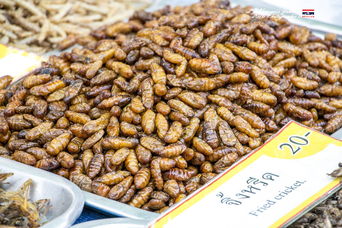 泰国清迈县旅行者,清迈佛寺之城等你采撷的泰北玫瑰