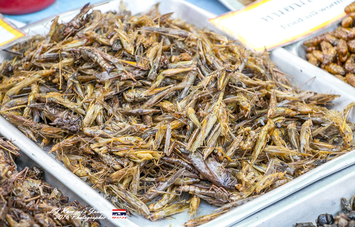 泰国清迈县旅行者,清迈佛寺之城等你采撷的泰北玫瑰