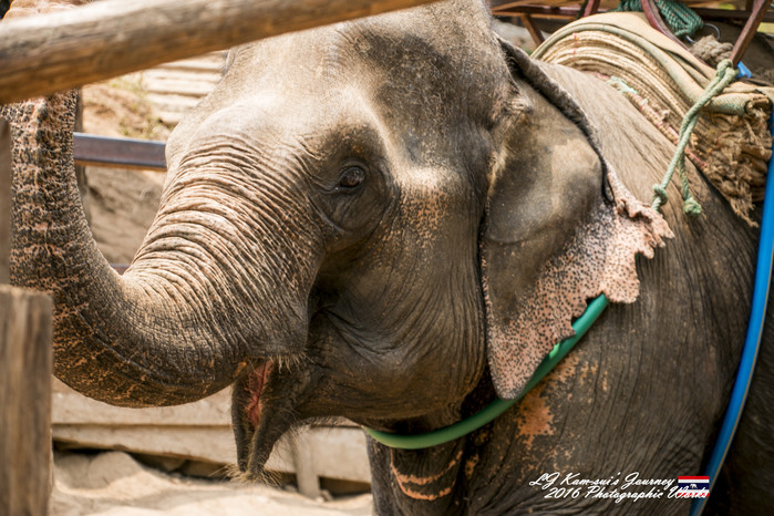 泰国清迈县旅行者,清迈佛寺之城等你采撷的泰北玫瑰