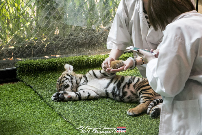 泰国清迈县旅行者,清迈佛寺之城等你采撷的泰北玫瑰