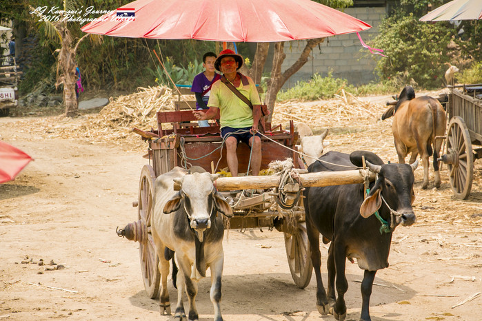 泰国清迈县旅行者,清迈佛寺之城等你采撷的泰北玫瑰