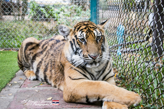 泰国清迈县旅行者,清迈佛寺之城等你采撷的泰北玫瑰