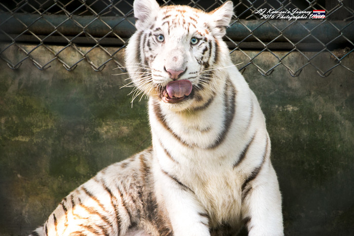 泰国清迈县旅行者,清迈佛寺之城等你采撷的泰北玫瑰