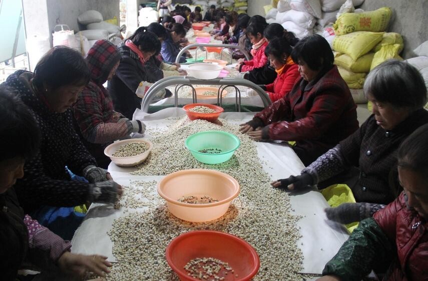 富民产业发展,西和半夏产业势头旺