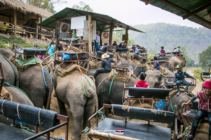 泰国清迈县旅行者,清迈佛寺之城等你采撷的泰北玫瑰