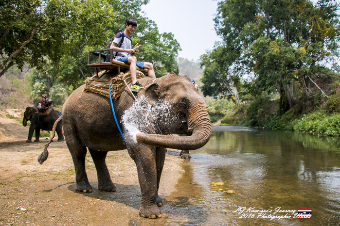 泰国清迈县旅行者,清迈佛寺之城等你采撷的泰北玫瑰