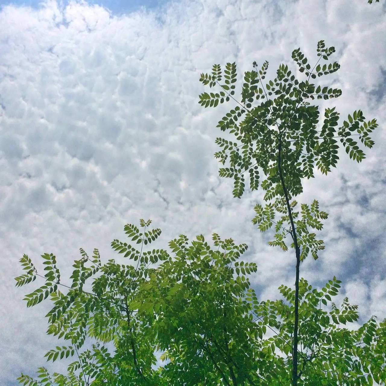 厦大上学是什么样的体验,厦大的真实生活