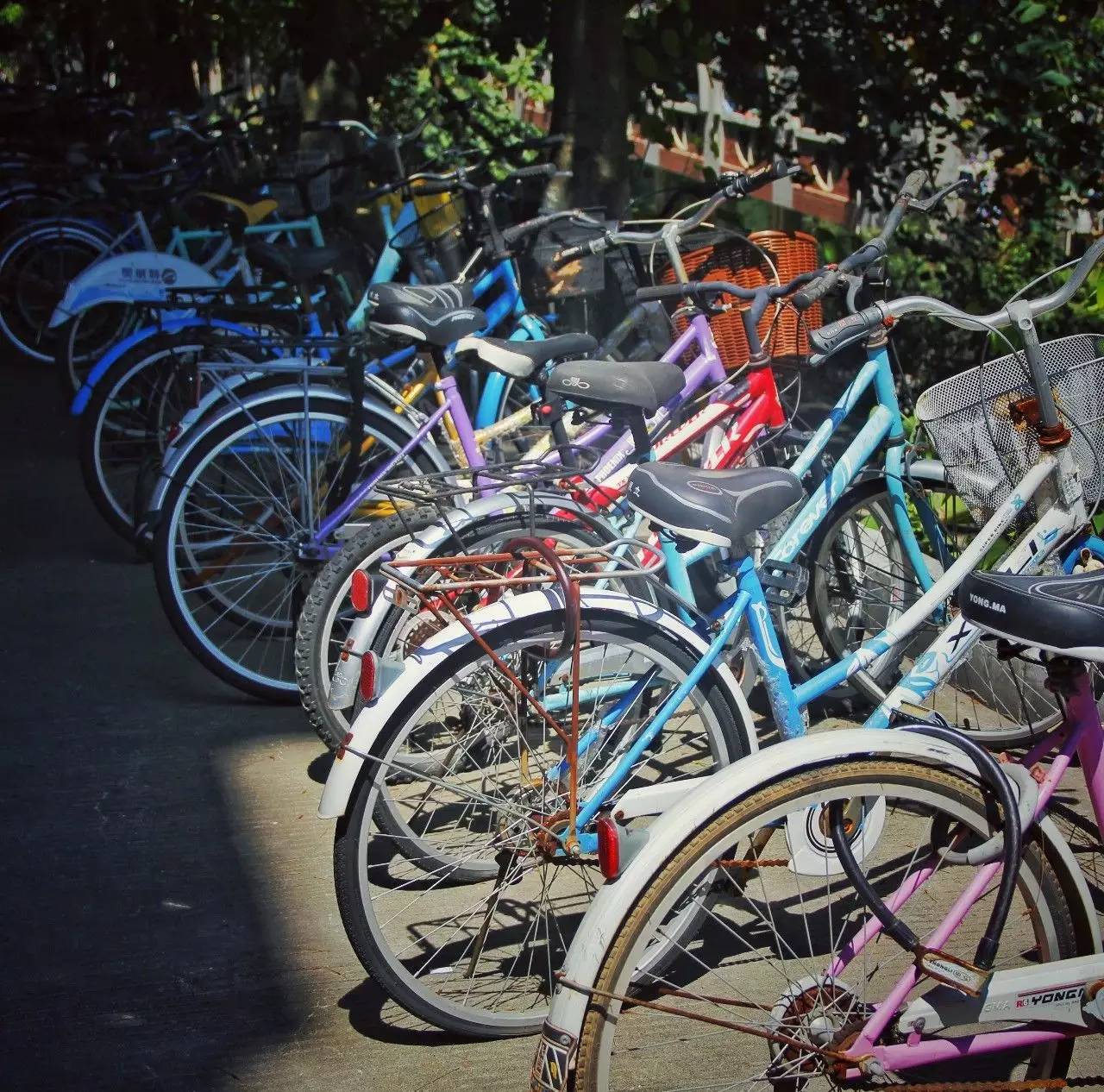 厦大上学是什么样的体验,厦大的真实生活