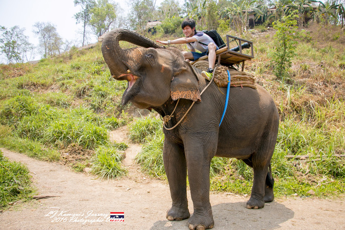 泰国清迈县旅行者,清迈佛寺之城等你采撷的泰北玫瑰