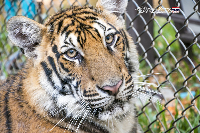 泰国清迈县旅行者,清迈佛寺之城等你采撷的泰北玫瑰