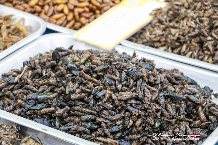 泰国清迈县旅行者,清迈佛寺之城等你采撷的泰北玫瑰