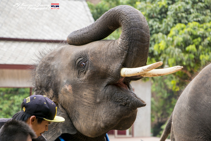 泰国清迈县旅行者,清迈佛寺之城等你采撷的泰北玫瑰