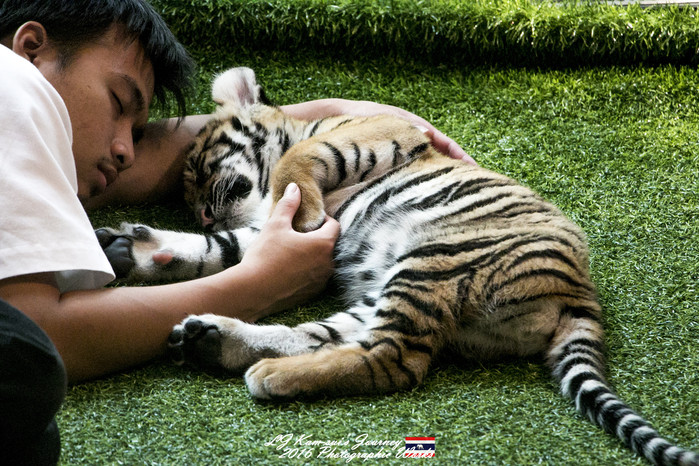 泰国清迈县旅行者,清迈佛寺之城等你采撷的泰北玫瑰