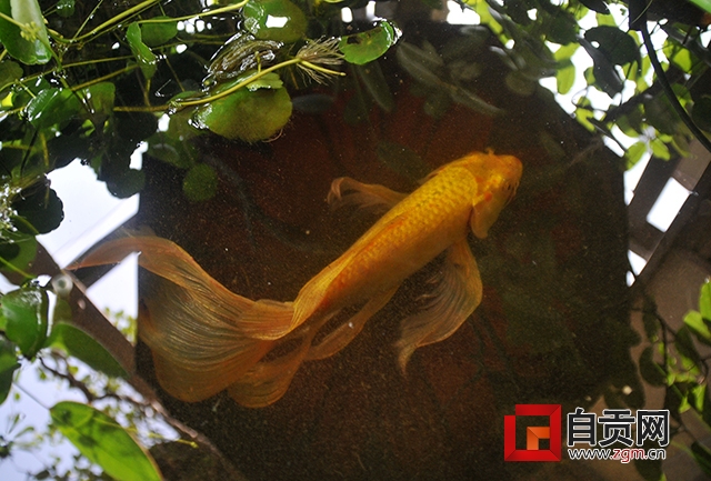 最大的龙凤锦鲤鱼图片大全,十大名贵锦鲤鱼图片及价格