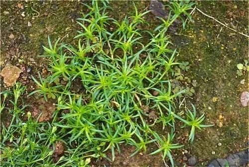 四川大山适合种什么药草,四川农村山上种什么药材最好