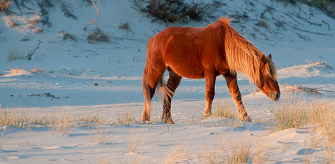 九个惊人的美国沙滩小镇游客绝对不会泛滥成灾