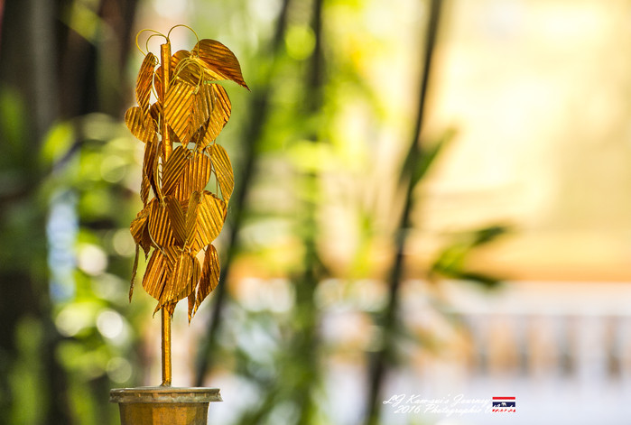 泰国清迈县旅行者,清迈佛寺之城等你采撷的泰北玫瑰