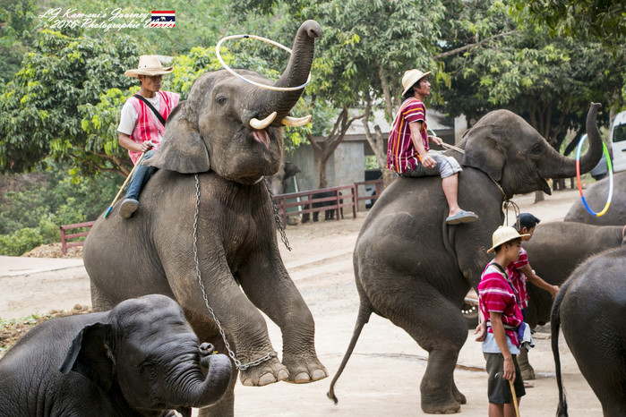 泰国清迈县旅行者,清迈佛寺之城等你采撷的泰北玫瑰