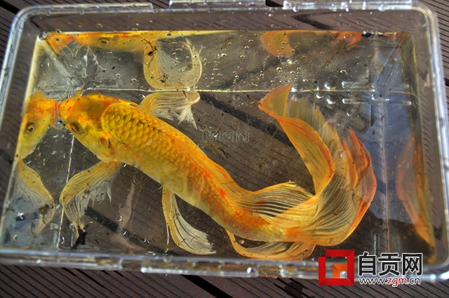 最大的龙凤锦鲤鱼图片大全,十大名贵锦鲤鱼图片及价格