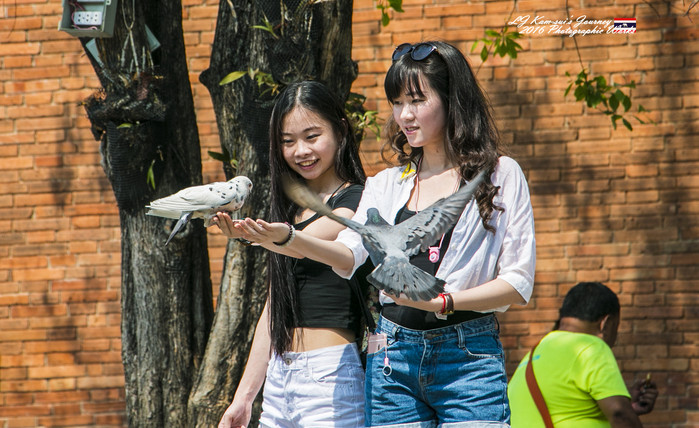 泰国清迈县旅行者,清迈佛寺之城等你采撷的泰北玫瑰