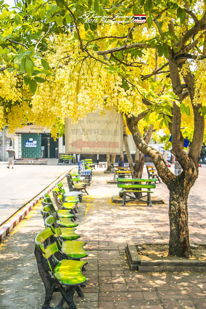 泰国清迈县旅行者,清迈佛寺之城等你采撷的泰北玫瑰