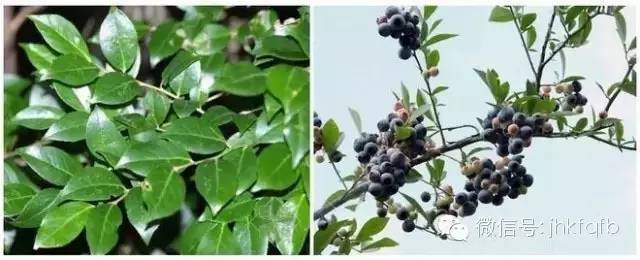 立夏糯米饭,立夏乌米饭香