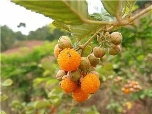 四川大山适合种什么药草,四川农村山上种什么药材最好