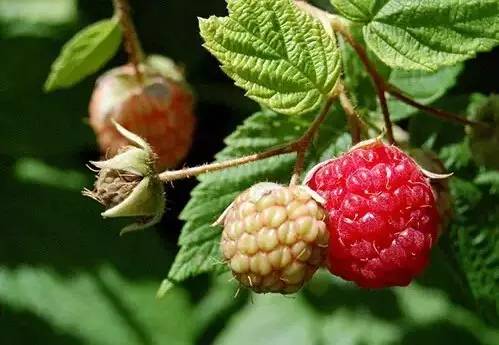 四川大山适合种什么药草,四川农村山上种什么药材最好