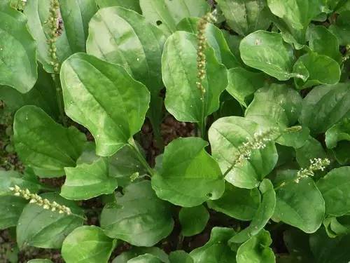 四川大山适合种什么药草,四川农村山上种什么药材最好