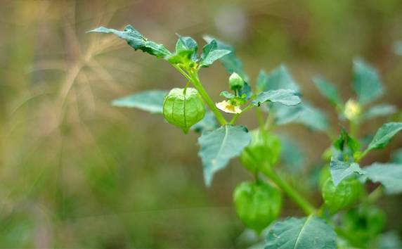 四川大山适合种什么药草,四川农村山上种什么药材最好