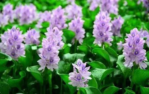 四川大山适合种什么药草,四川农村山上种什么药材最好