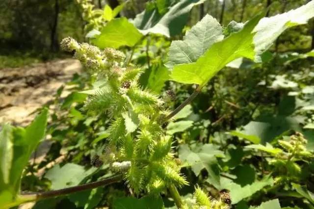 四川大山适合种什么药草,四川农村山上种什么药材最好
