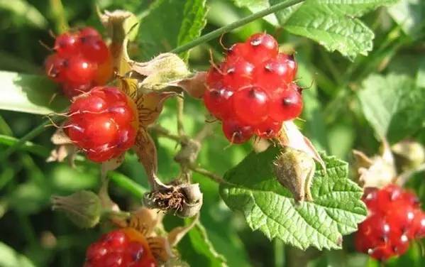 四川大山适合种什么药草,四川农村山上种什么药材最好