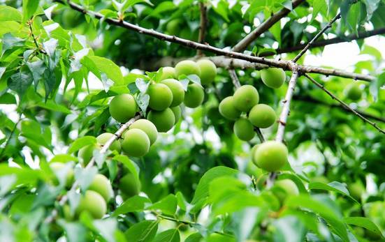 四川大山适合种什么药草,四川农村山上种什么药材最好