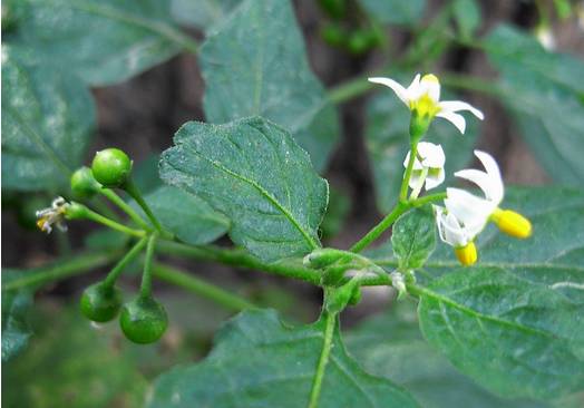 四川大山适合种什么药草,四川农村山上种什么药材最好