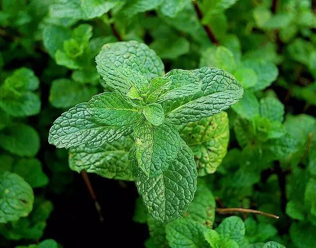 四川大山适合种什么药草,四川农村山上种什么药材最好