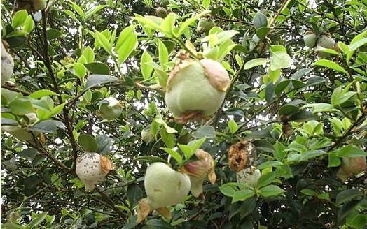 四川大山适合种什么药草,四川农村山上种什么药材最好