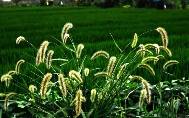 四川大山适合种什么药草,四川农村山上种什么药材最好
